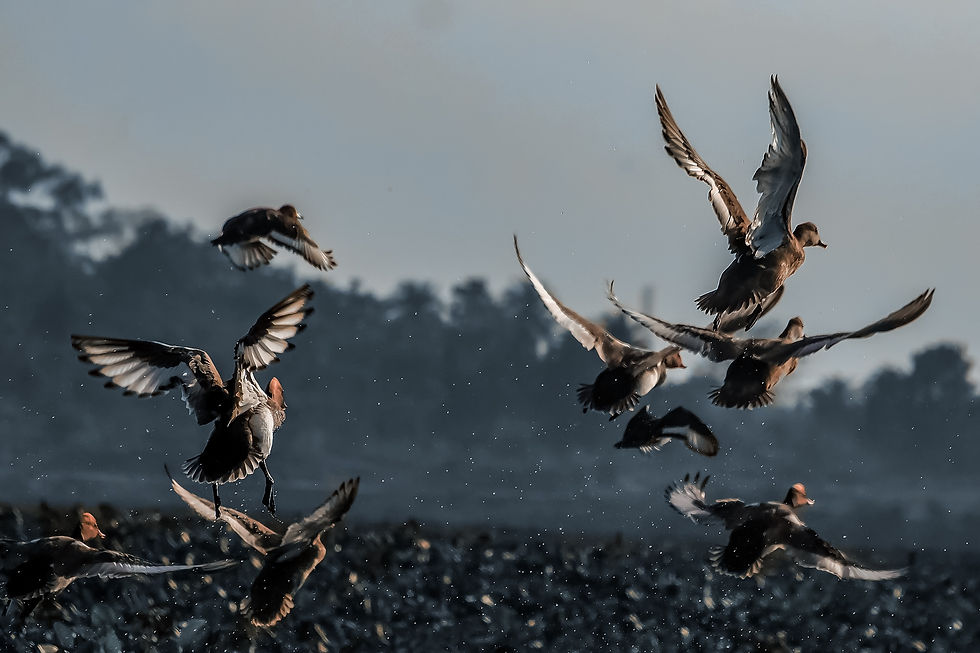 Dove Hunting