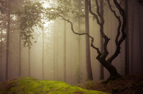 Image by Fabrice Villard