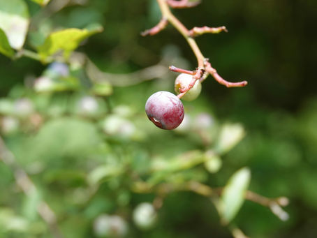 A couple of huckleberries on a branch