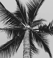 Image by Lauren Rader