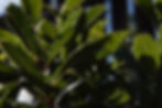 Bay Leaves (fresh or dried)