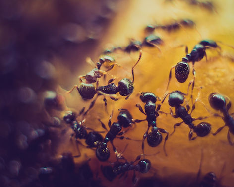 Pest control ant removal in Alveley Shropshire.