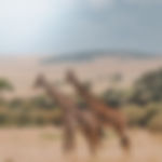 Image by Harshil Gudka