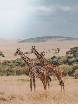 Travelers experiencing close wildlife encounters on a safari from Zanzibar