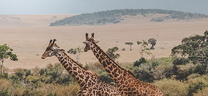 Giraffes standing tall in the Serengeti savanna on a safari from Zanzibar