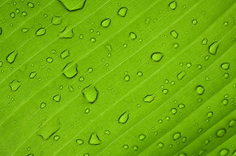 Image by Anthony Rampersad