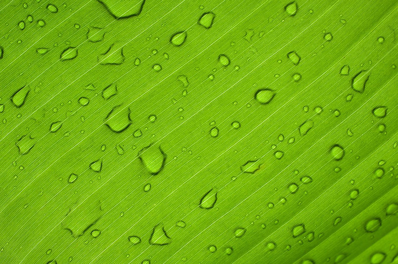 Image by Anthony Rampersad
