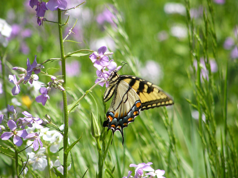 Image by Sandra Clark