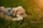 puppies get diarrhea more often due to developing immune system