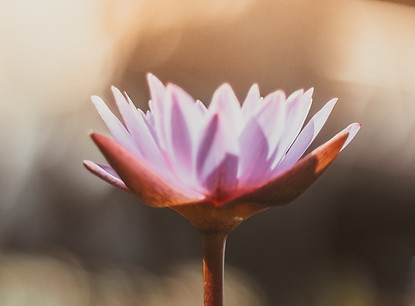 Image by Saffu