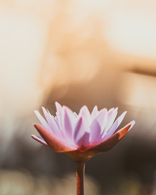 Image by Saffu