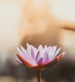 Image by Saffu