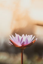Image by Saffu