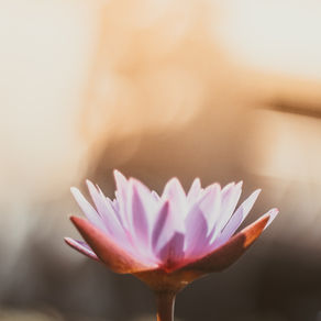 Menstrual Wellness Through Yoga: A Gentle Guide