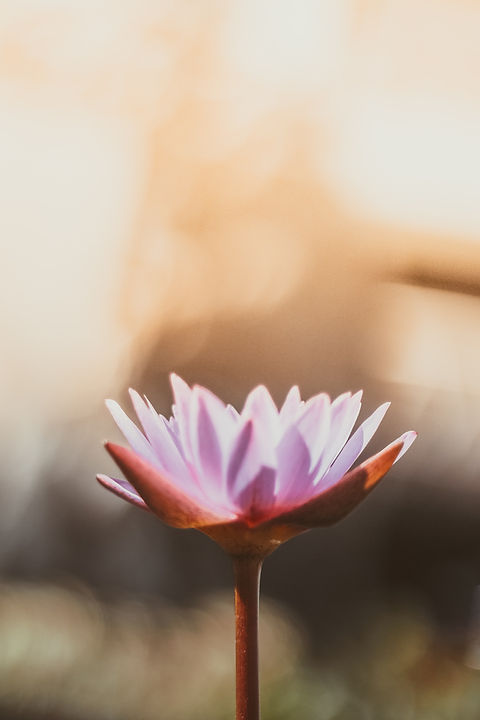 Image by Saffu
