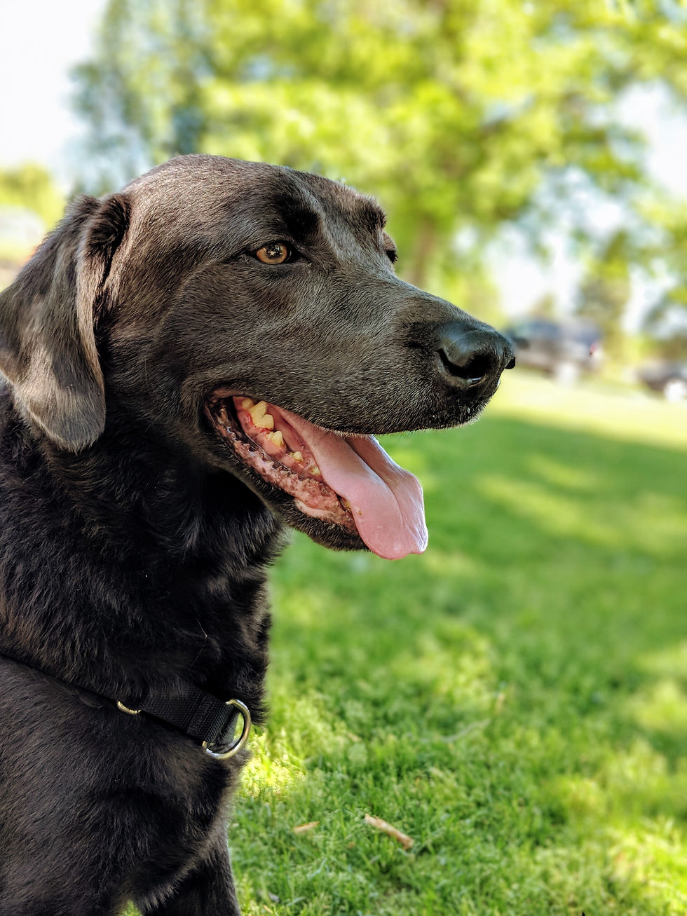 A black dog with its tongue out panting to cool off, enjoying a sunny day. He is balanced in the fire element to help cool him down.