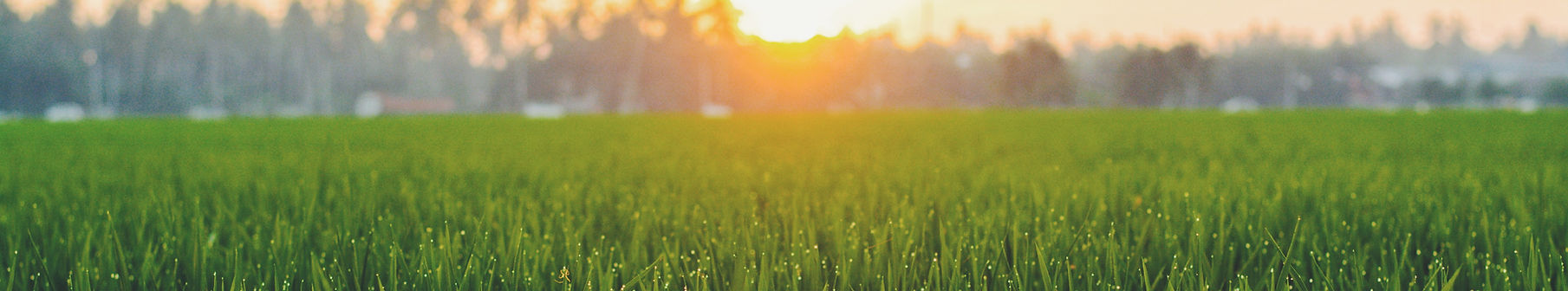 Grass