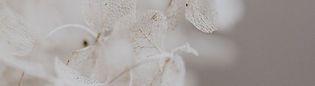 Ivory flower bloom