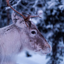 Protecting Manitoba's Endangered Animals