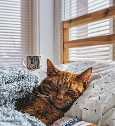 Image by ModCatShop
