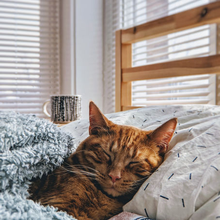 Caring For Your Senior Cat