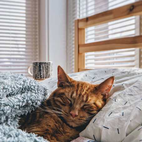 Caring For Your Senior Cat