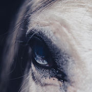 Image by Jez Timms