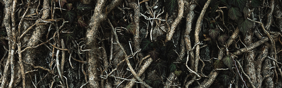 Image by Camille Brodard