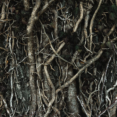 Uprooting: On faith and pretending - Elisabeth Hedrick