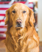 Perro Golden Retriever