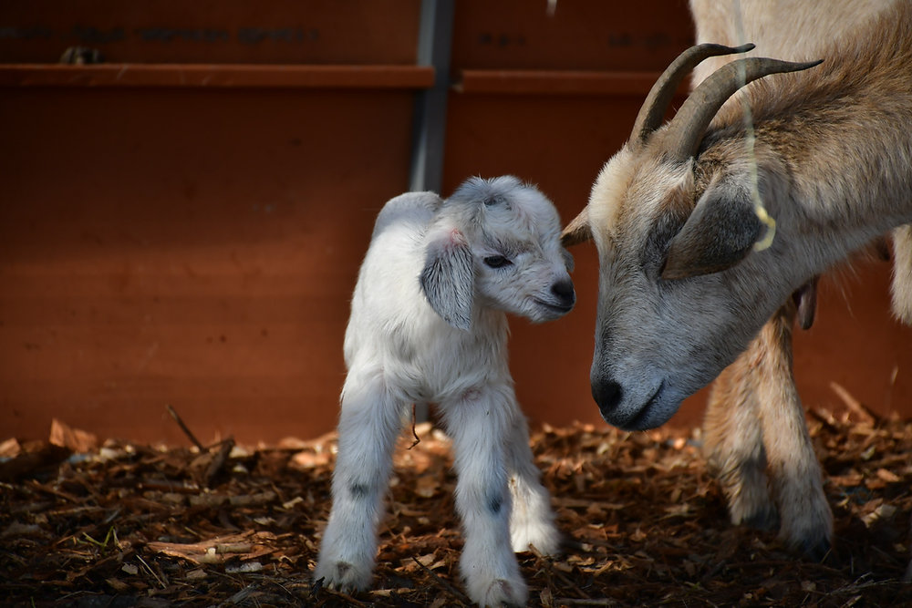 Goat Gestation Calculator Setting your Doe up for Success