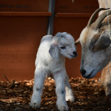 Goat Gestation Calculator: Setting your Doe up for Success