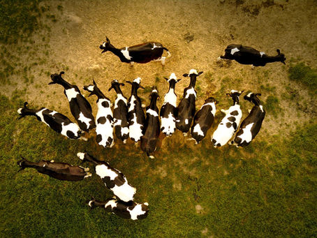 Pecuária mantém em alta PIB do agronegócio