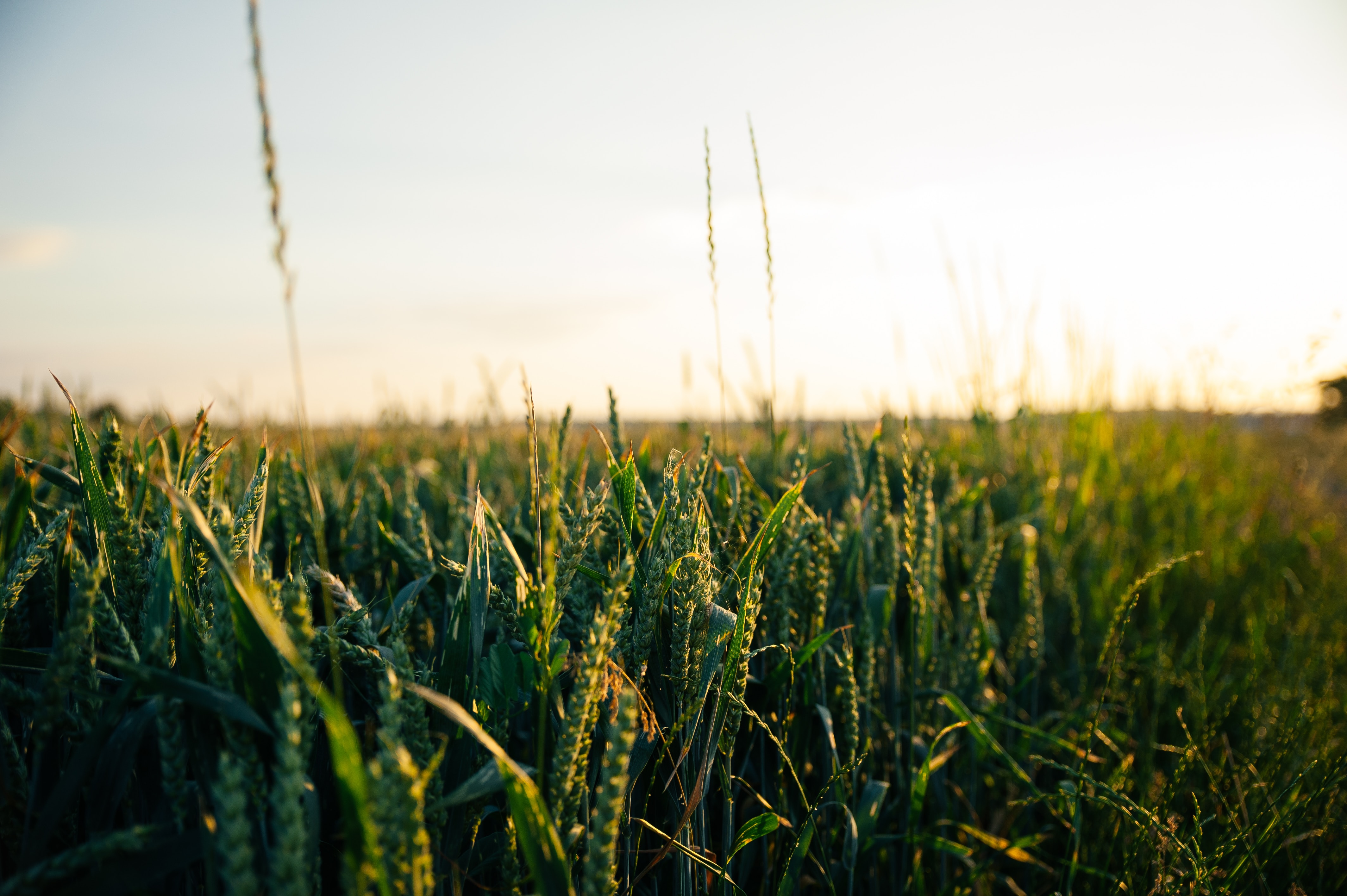 Cierre de frontera debilita las exportaciones en el sector agroalimentario