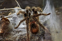 Image by Oleg Didenko