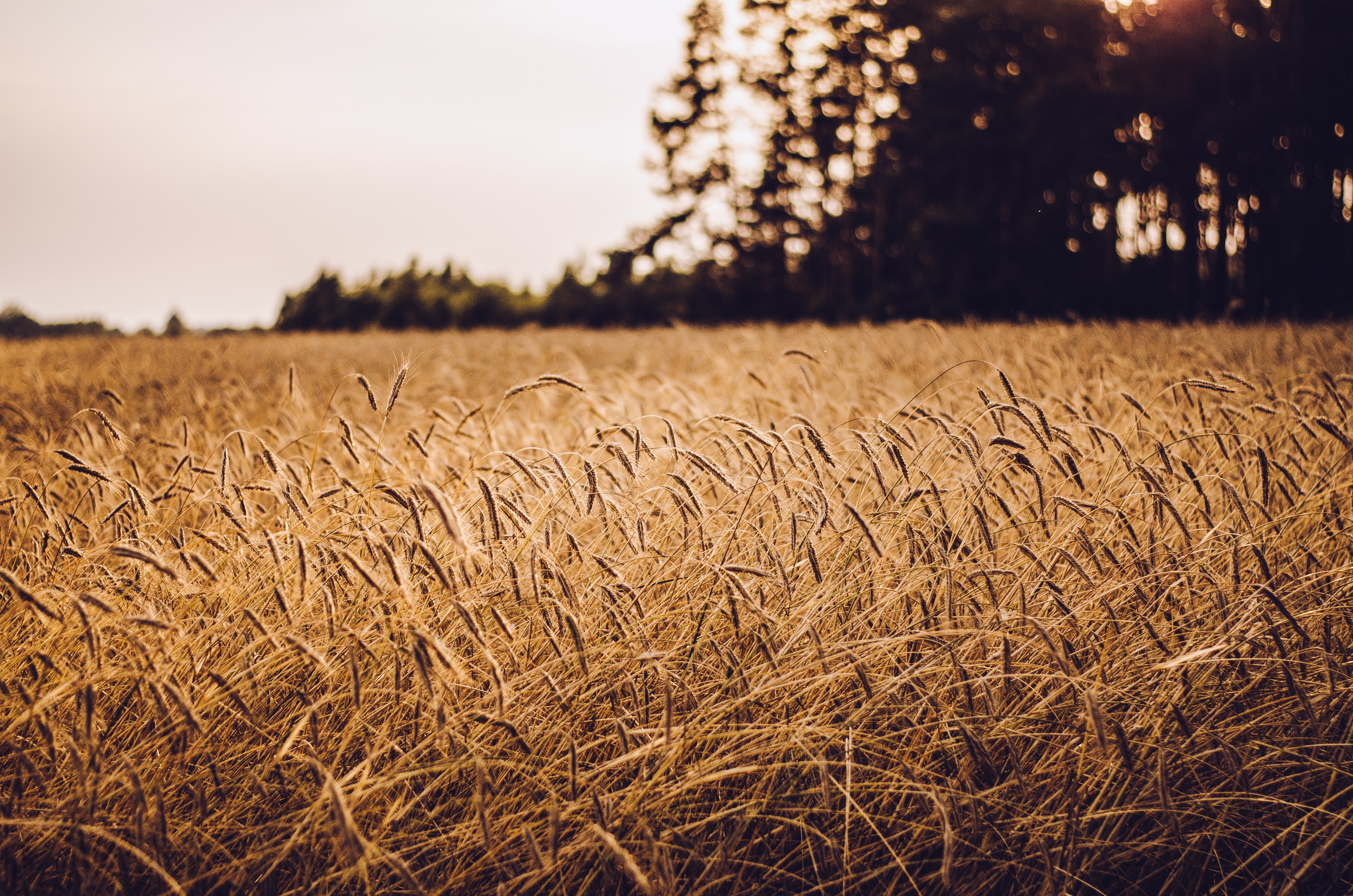 Growers can impact their grain prices this harvest.