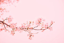 Image by Mi Min