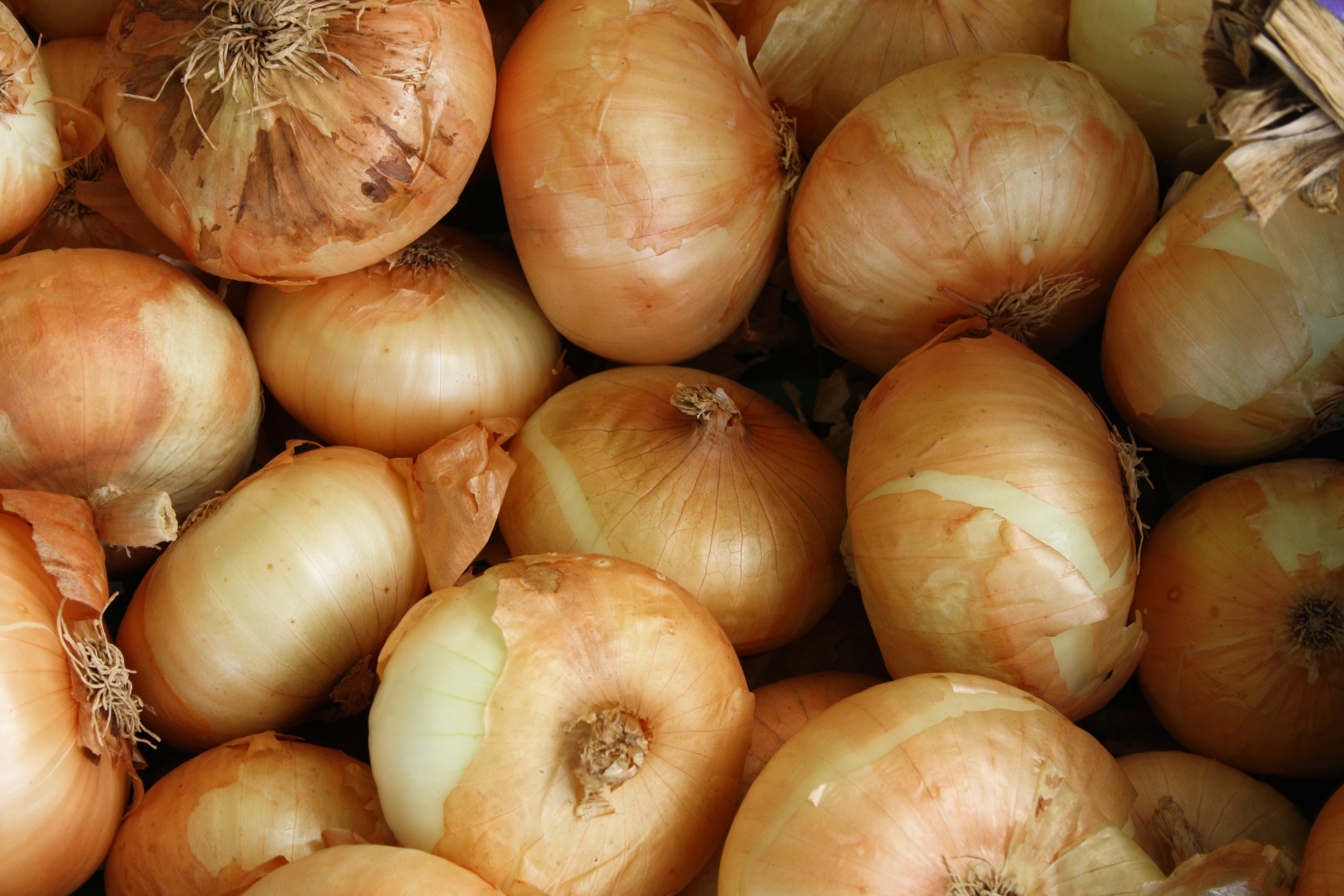 Onions frais
