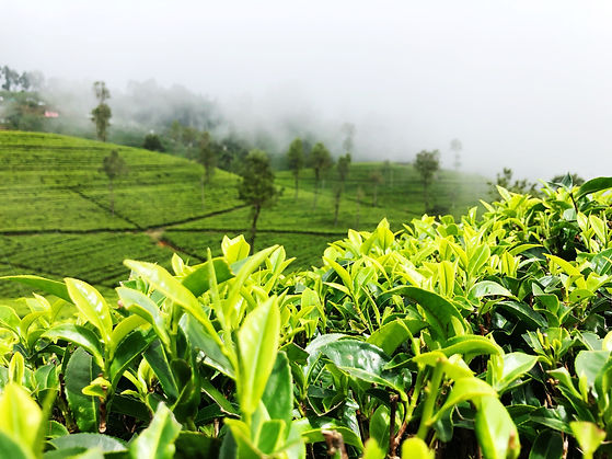 Image by Yasasi Rajapakse