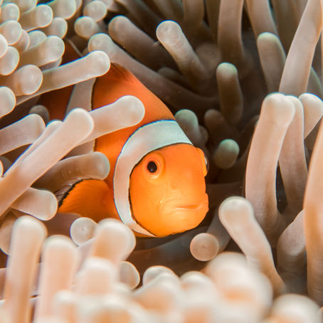 Clownfish: One Fish, Two Sexes