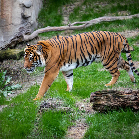 Aunt Jennifer's Tigers