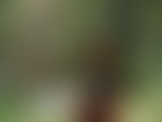 Khung chiến lược mới cho bảo tồn bền vững Amazon