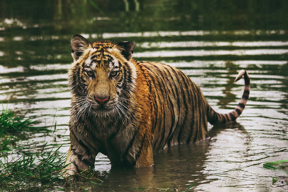 Tiger wading in water.