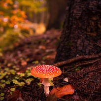 Mushrooms Growing In Open Field By Forest