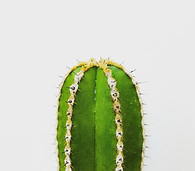 Image by Roberto  Canedo