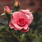 Image by Tiffany Chan