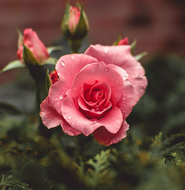Image by Tiffany Chan