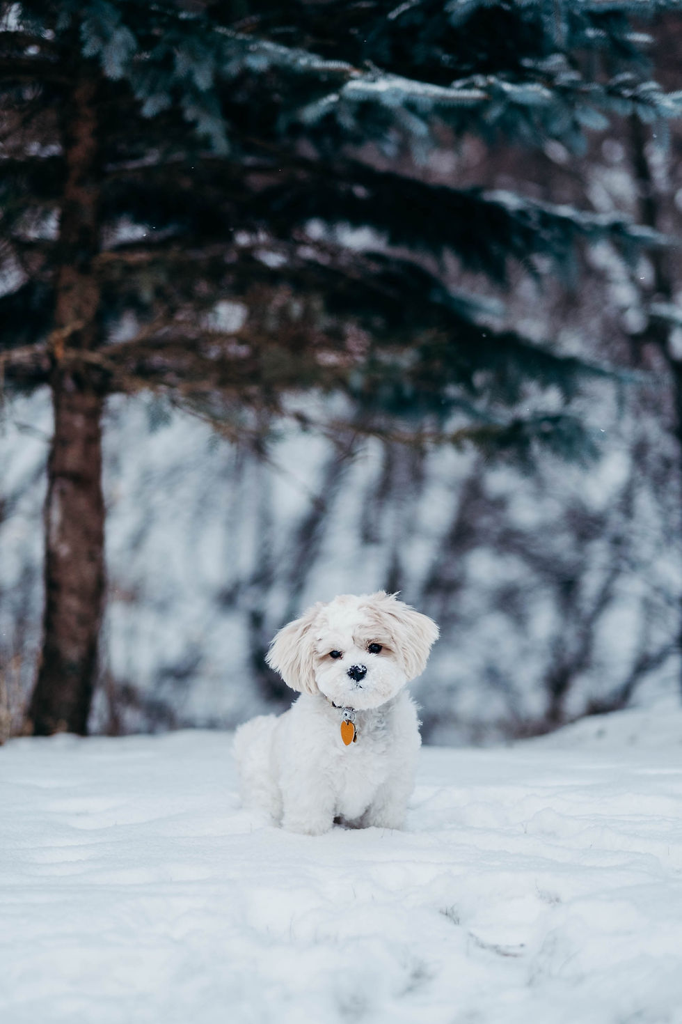A little dog playing in the snow