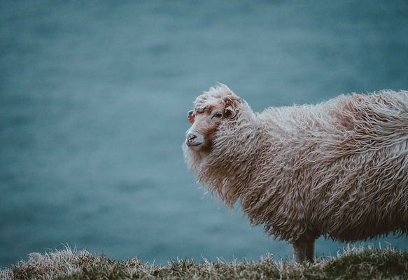 Image by Annie Spratt