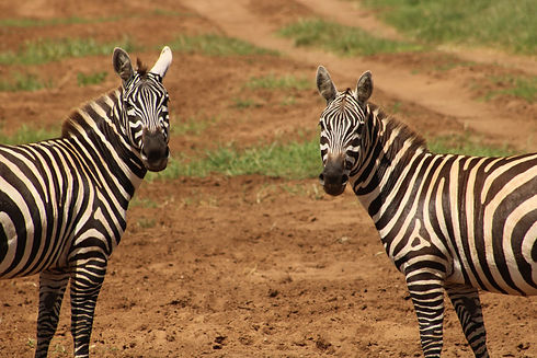Image by Lisette Verwoerd
